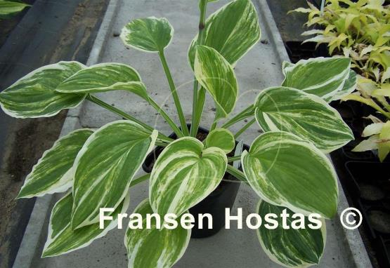 Hosta Whoopee